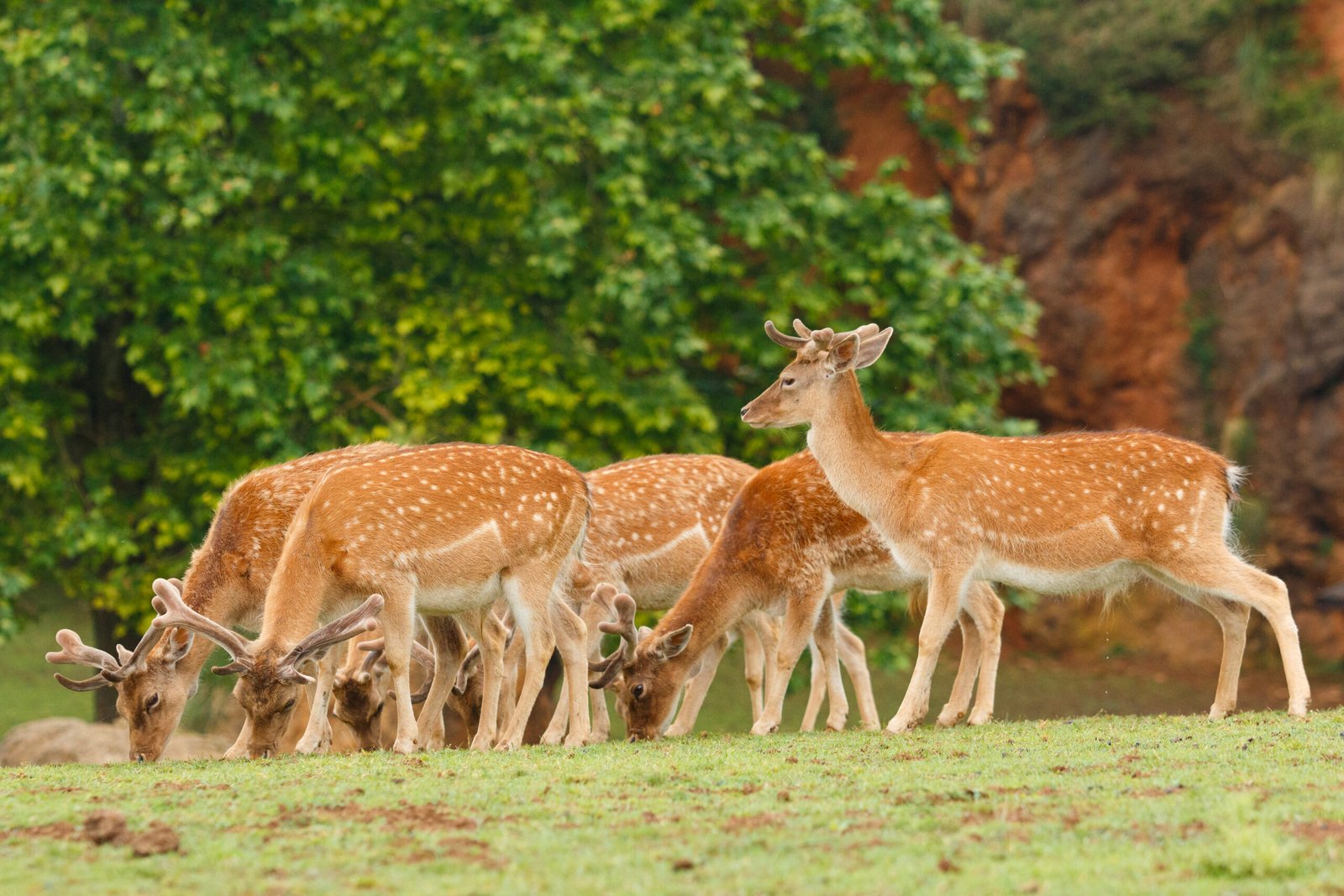 Mudumalai ESG Expedition